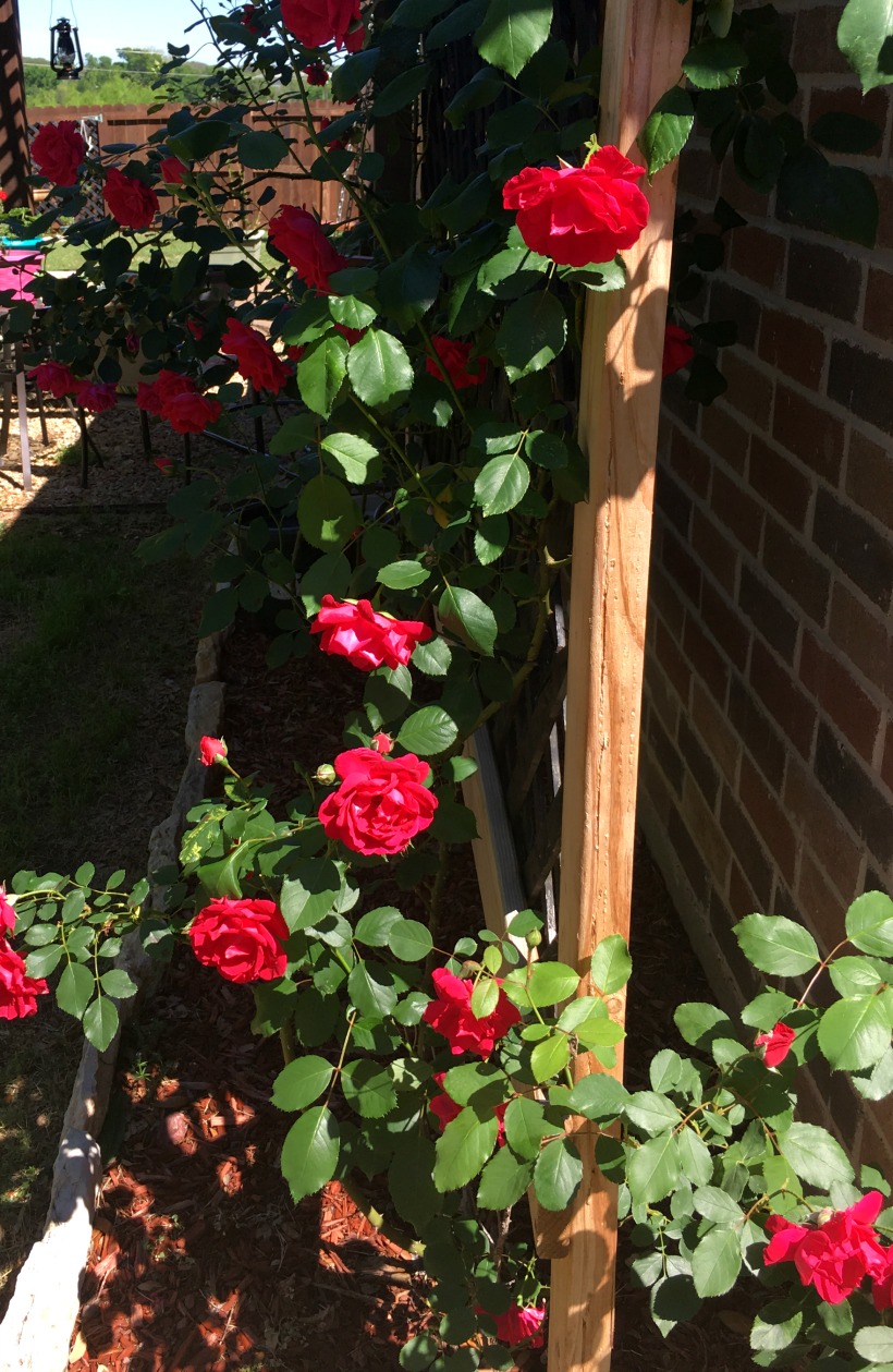Roses in April on chemistrycachet.com