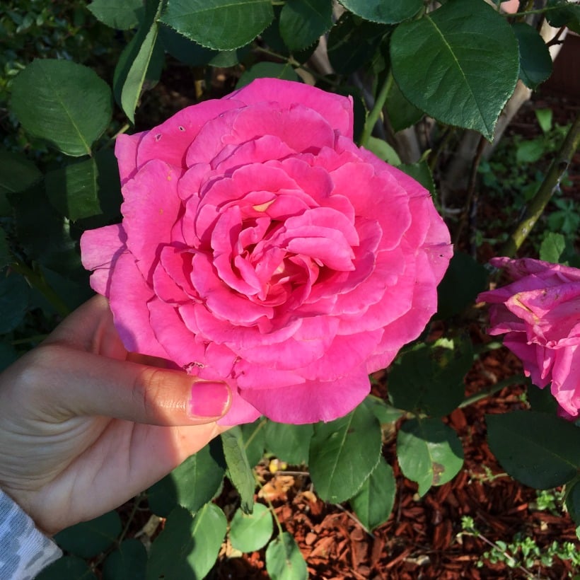 Roses in April. All about April Flowers