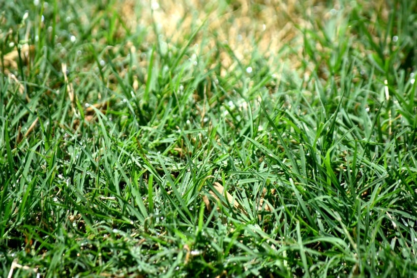 Green Grass
