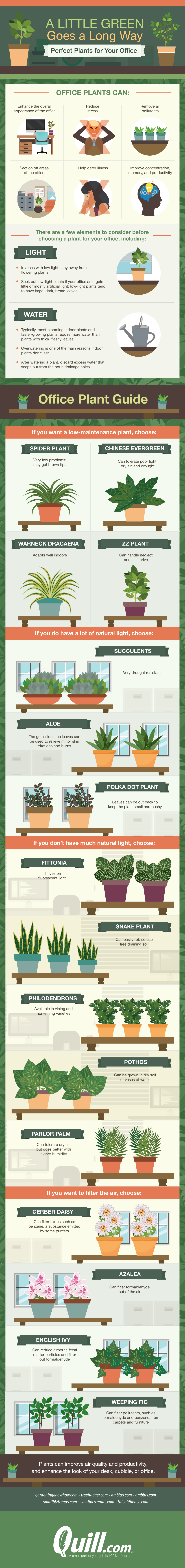 Houseplants perfect for your office on chemistrycachet.com
