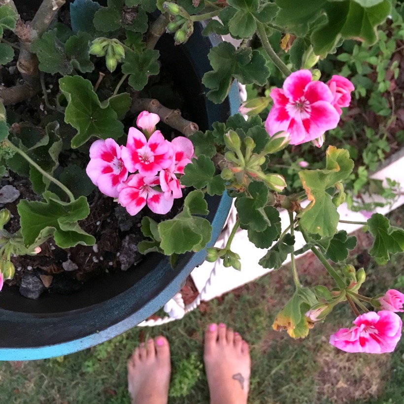 geraniums coming back