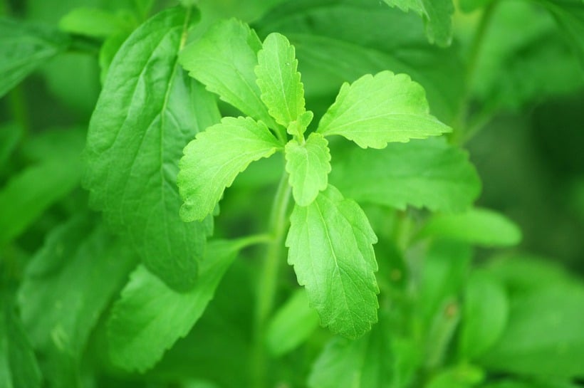 Chemistry Hacks for Health Is Stevia Really Good for You The truth about stevia on chemistrycachet.com