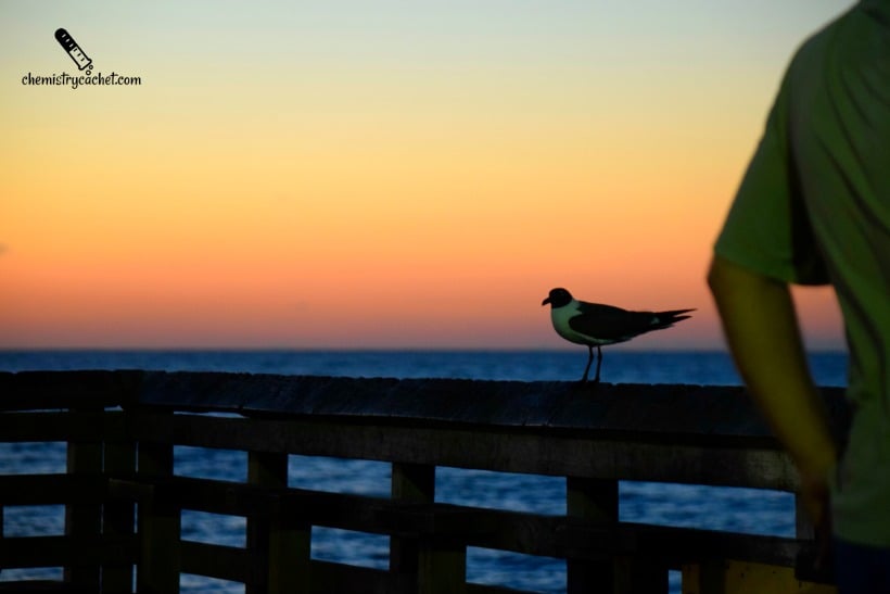 Where to Stay, what to see, where to eat when you visit galveston, texas