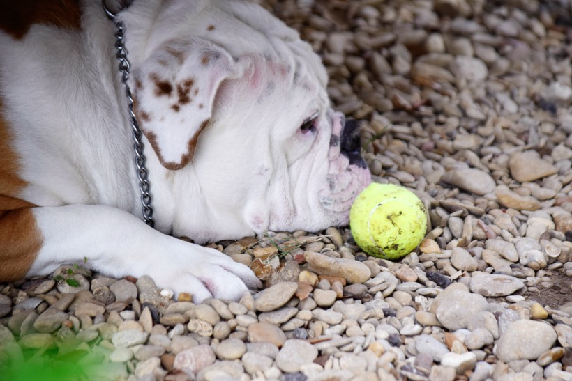 Ruger the Bulldog