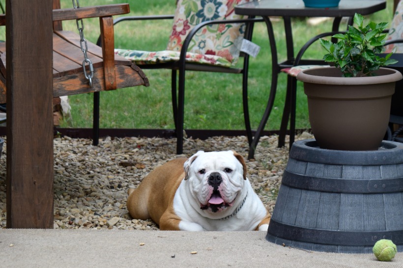 all things summer inspired ruger the bulldog