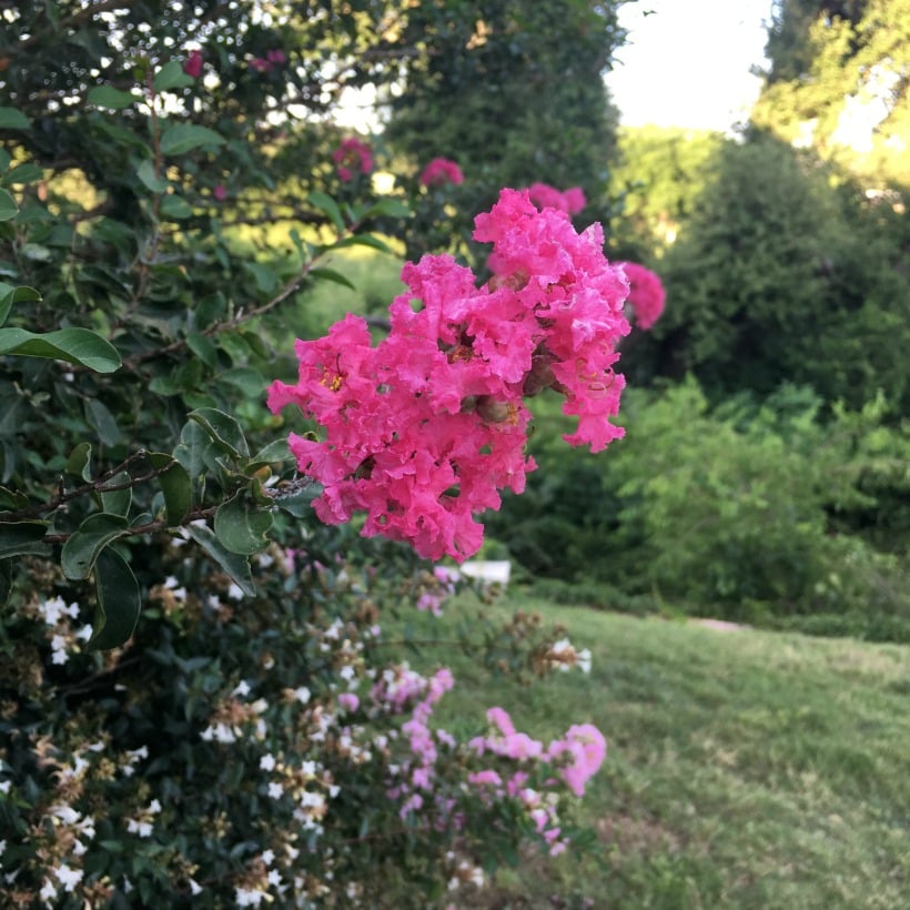 crepe myrtles