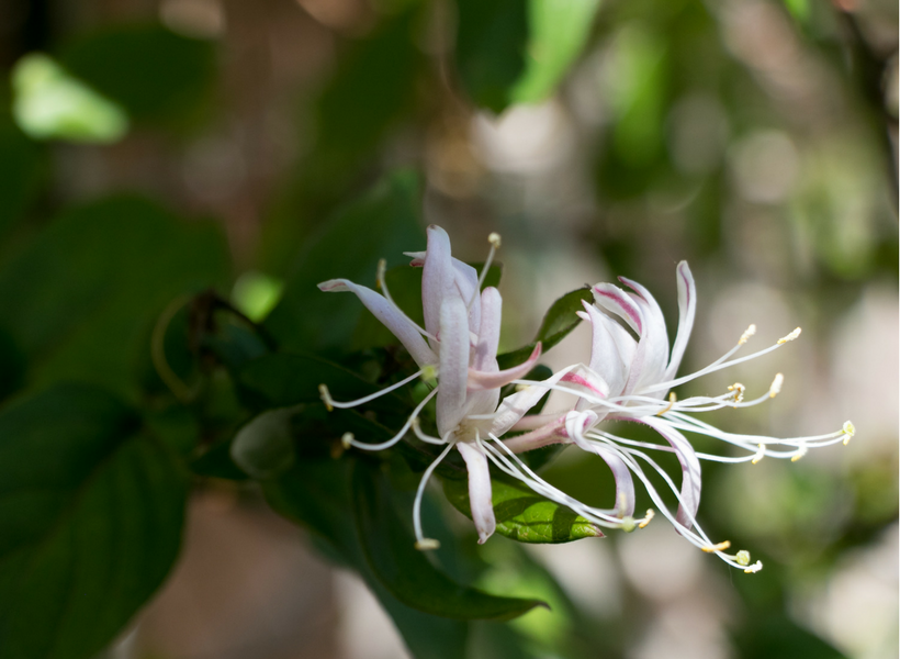 How to Create an Environment for Pollinators