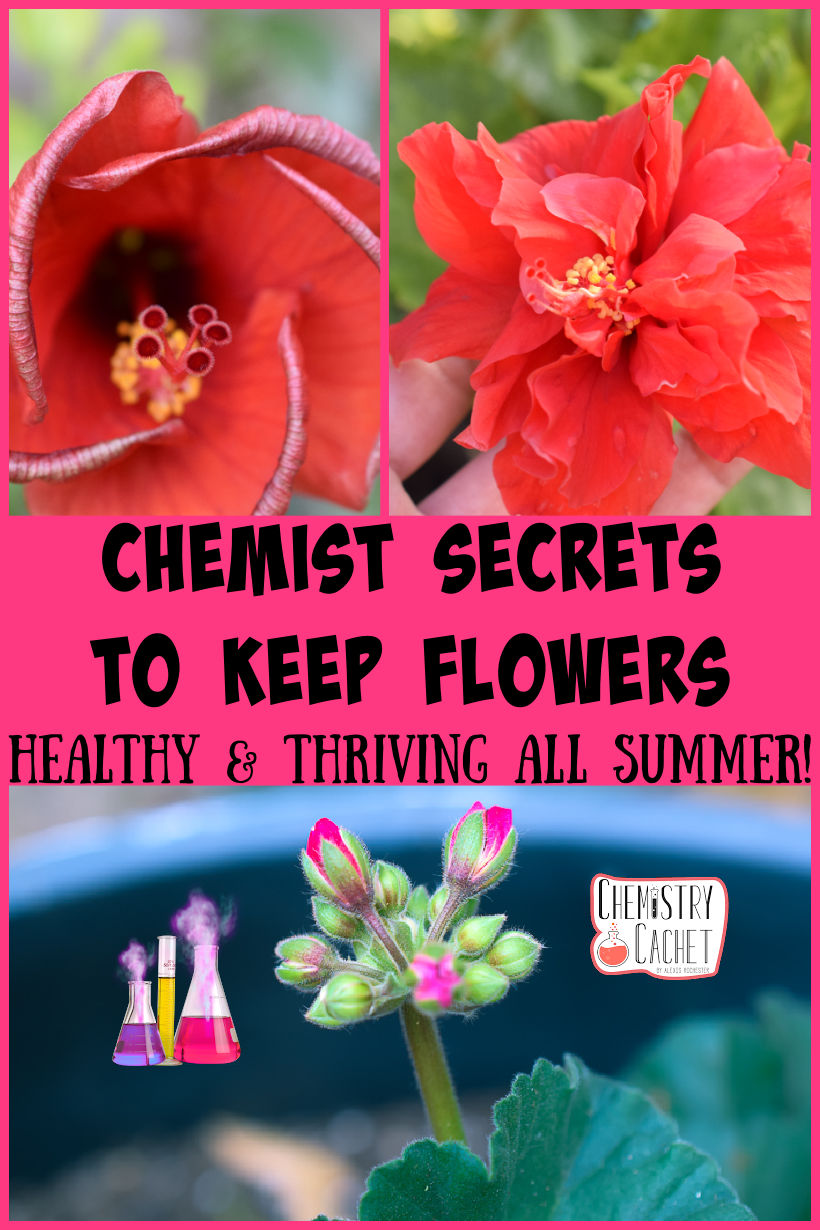 Chemist Secrets To Keep Flowers Healthy & Thriving All Summer