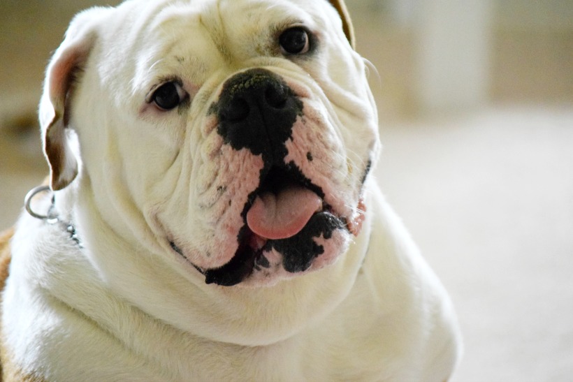 Ruger the Bulldog. Celebrating 10 years of Marriage