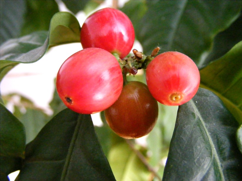 Chemistry Hacks for Health Is Coffee Good for Your Health The Scientific Truth! on chemistrycachet.com