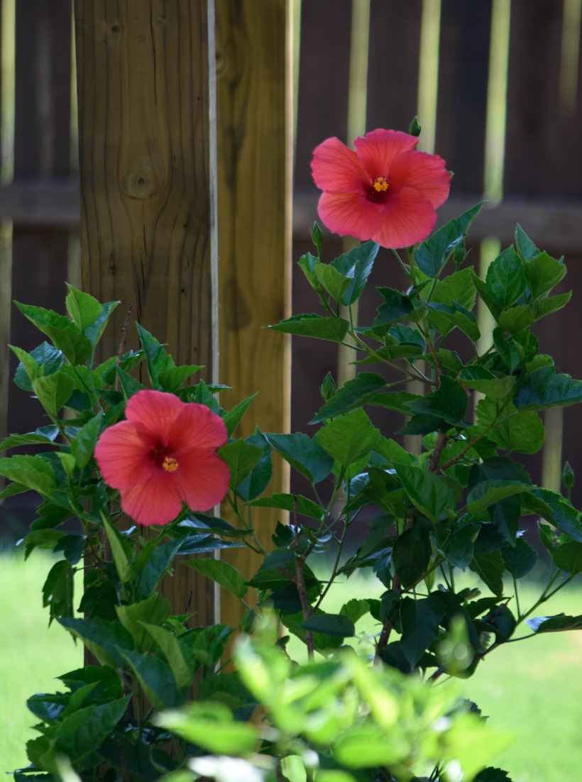 Happy August! Beautiful hibiscus