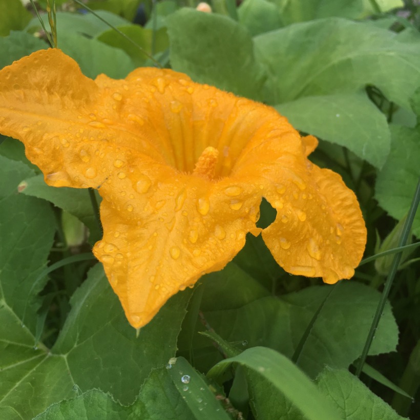 Late August Favorites....pumpkins!