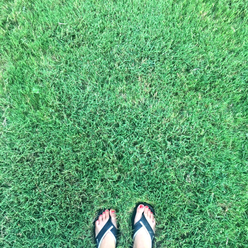 Lawn in August