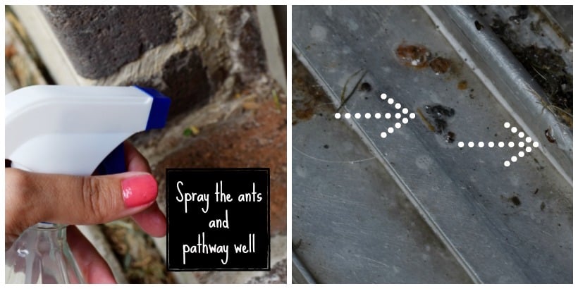 Using homemade ant spray