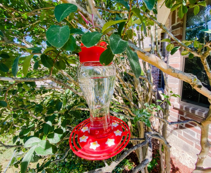 clean hummingbird feeder with vinegar