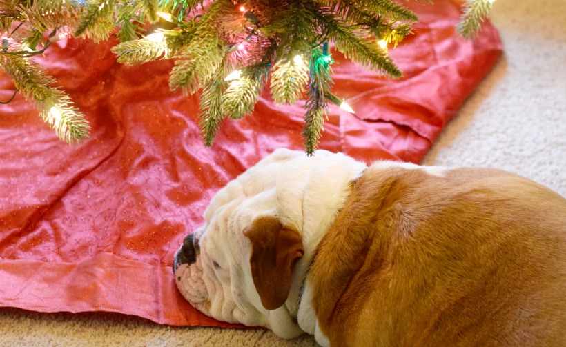 Bulldog under Christmas Tree