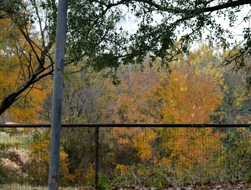 Gorgeous fall leaves in Texas