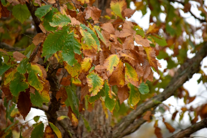 Gorgeous fall leaves