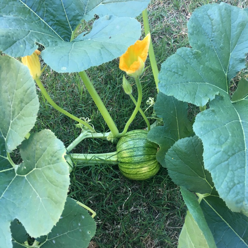 Homegrown gord! Happy November!