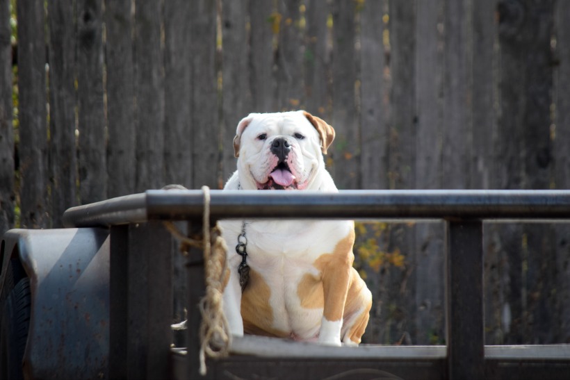 Ruger the Bulldog almost Thanksgiving