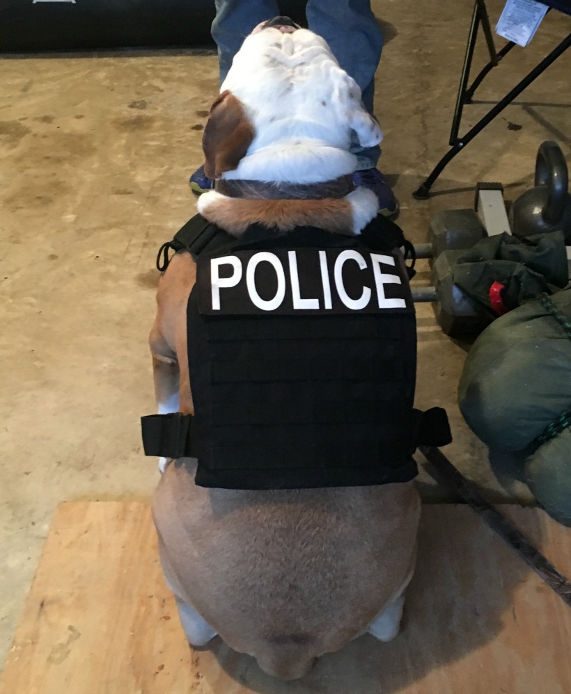 Ruger the Police Dog. Happy November!