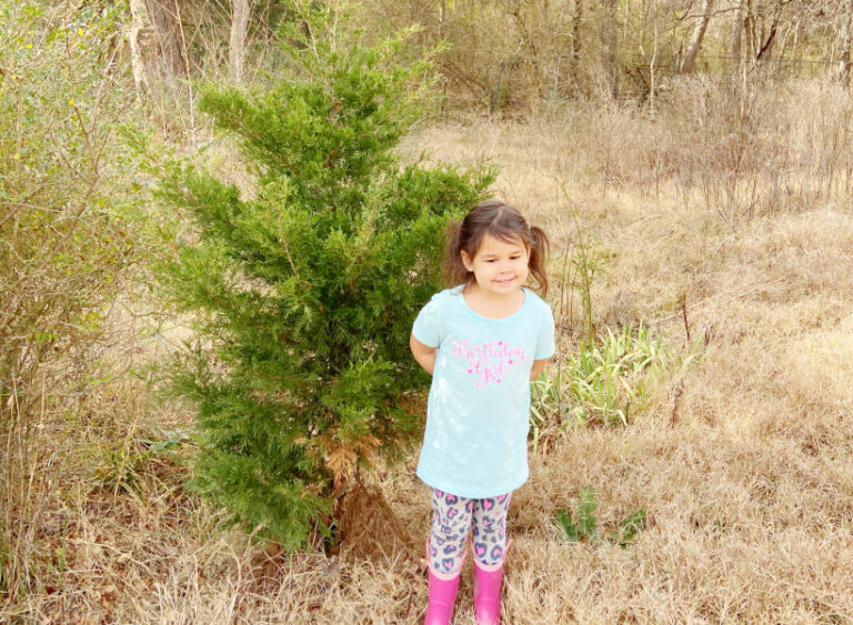 How to Keep Christmas Trees Alive Longer (Based on Science!)