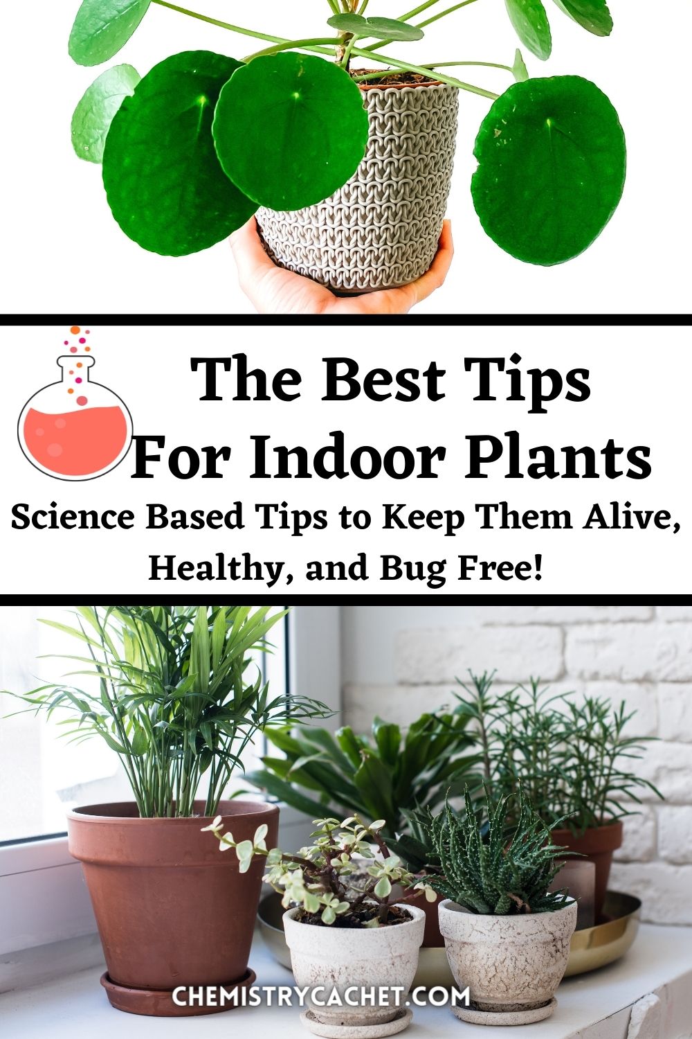 The Best Tips For Indoor Houseplants