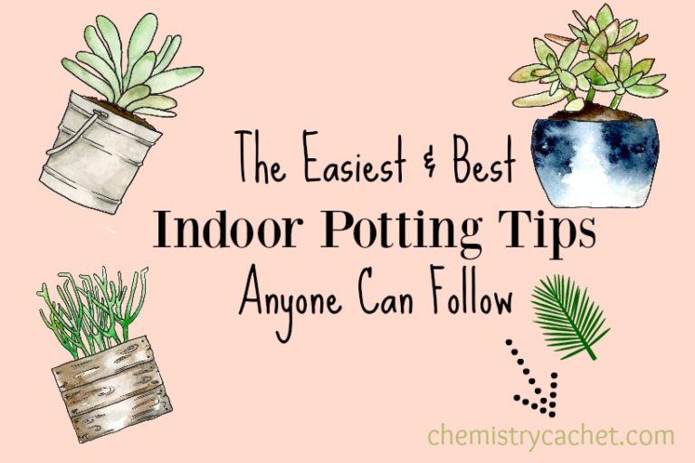 The Easiest & Best Indoor Potting Tips Anyone Can Follow