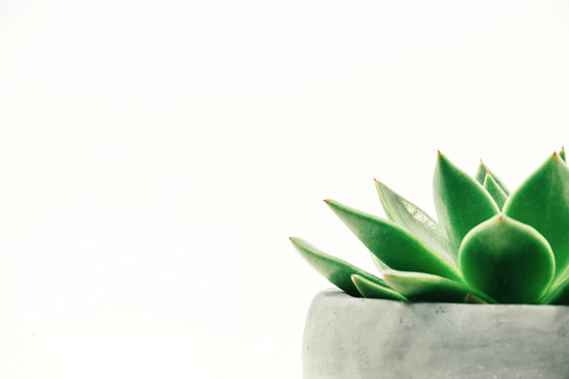 The Easiest & Best Indoor Potting Tips Anyone Can Follow! How to pot, plus easy tips for keeping plants alive on chemistrycachet.com