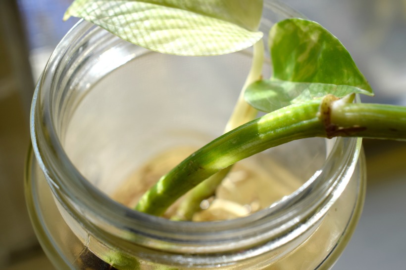 growing plants in water