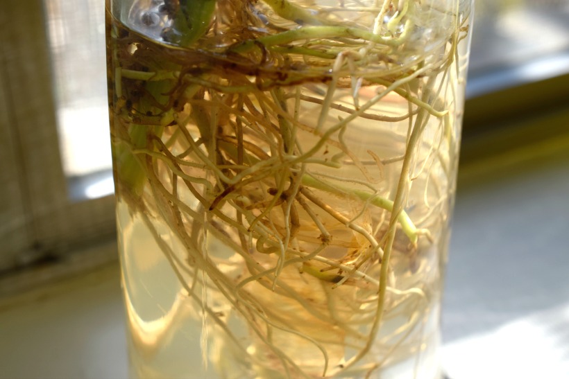 roots in water