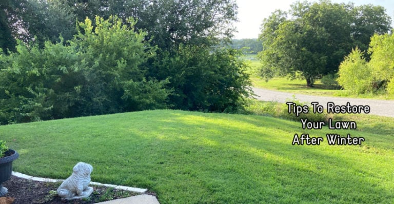 Simple Techniques to Restore Your Lawn After Winter