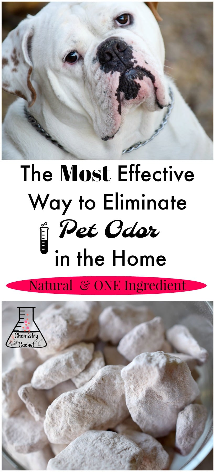 Most Effective Way to Eliminate Pet Odor in the Home, Natural, Pet Odor