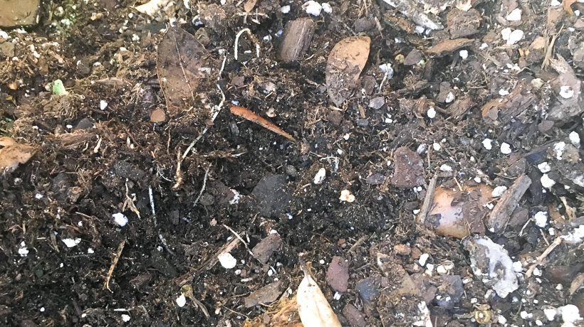 potted plant food with tea bag