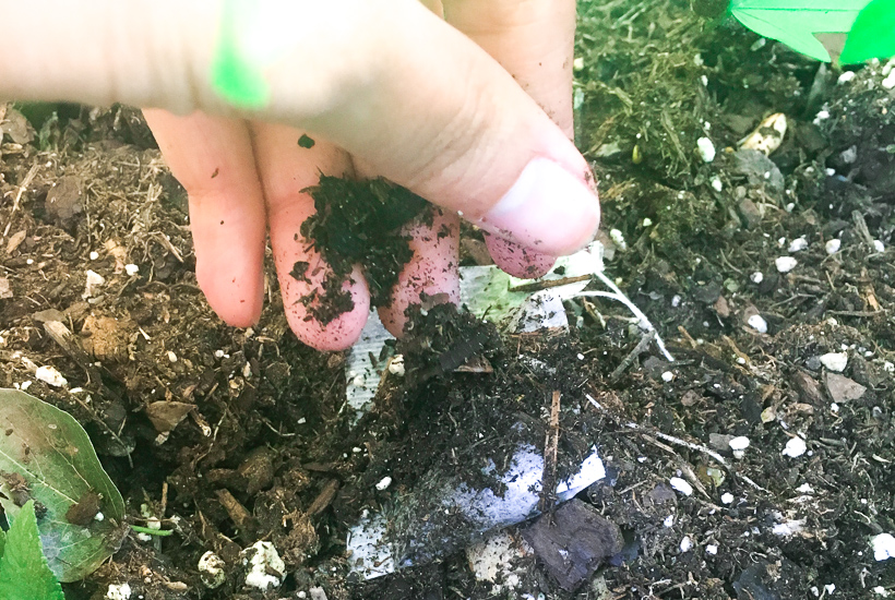 potted plant food with tea bag