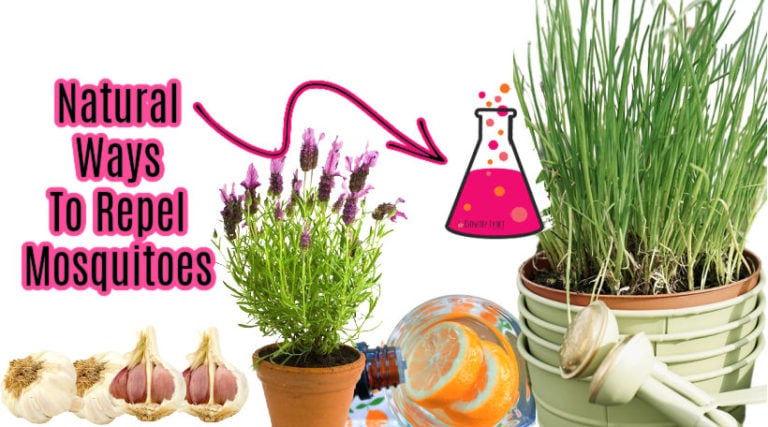 Chemistry Secrets: Natural Ways to Keep Mosquitoes Away This Summer