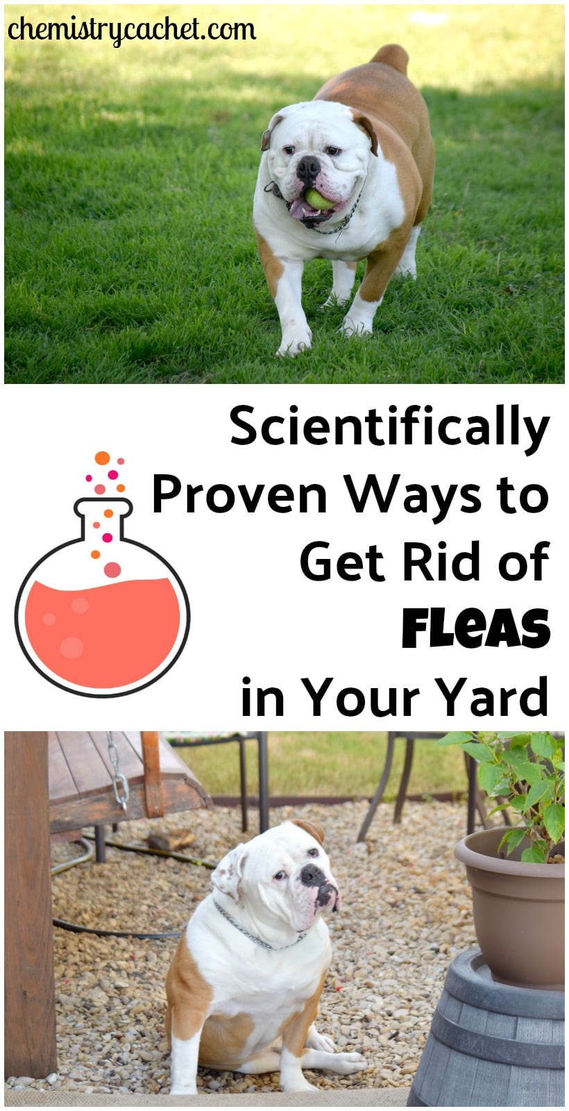 Scientifically proven ways to get rid of fleas in your yard
