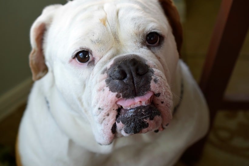 Ruger the bulldog