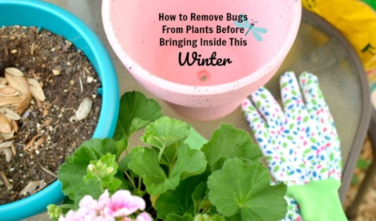 How to Remove Bugs From Plants Before Bringing Inside This Winter