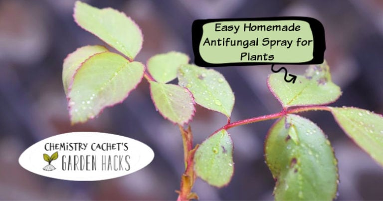 Easy Homemade Fungicide Spray for Plants – Two Ingredients!!