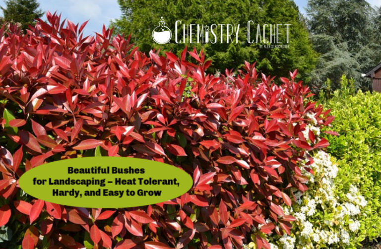 Beautiful Bushes for Landscaping – Heat Tolerant, Hardy, and Easy to Grow