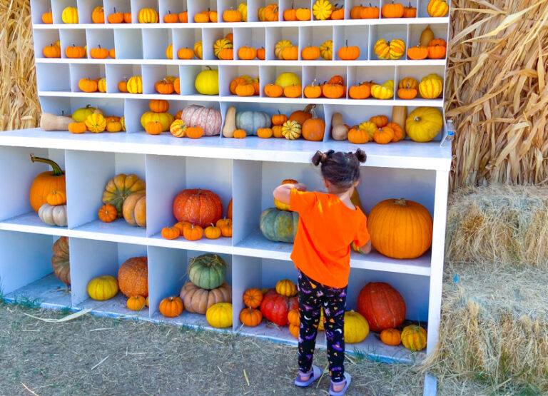 20+ Amazing Pumpkin Themed Items You Need This Fall!
