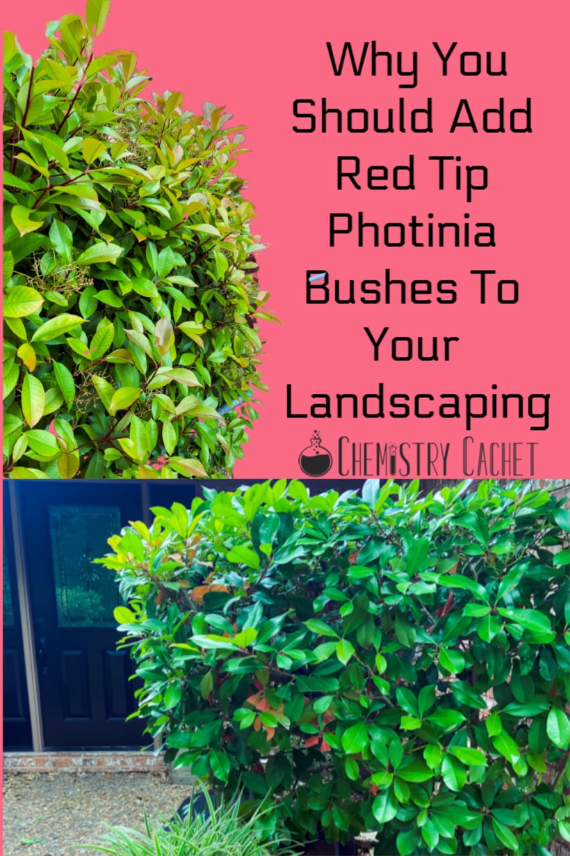 Why You Should Add Red Tip Photinia Bushes To Your Landscaping
