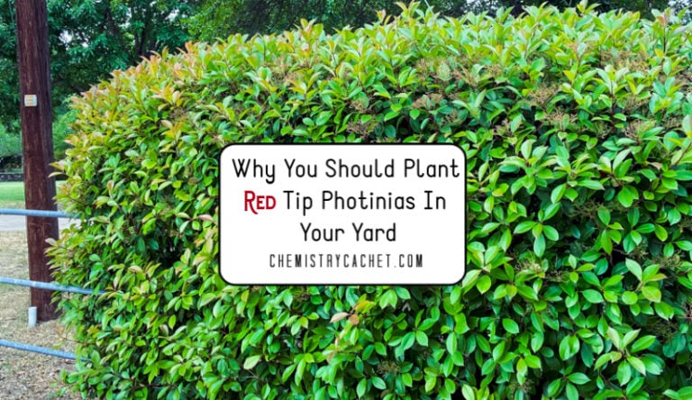 Why You Should Plant Red Tip Photinias In Your Yard on Chemistry Cachet