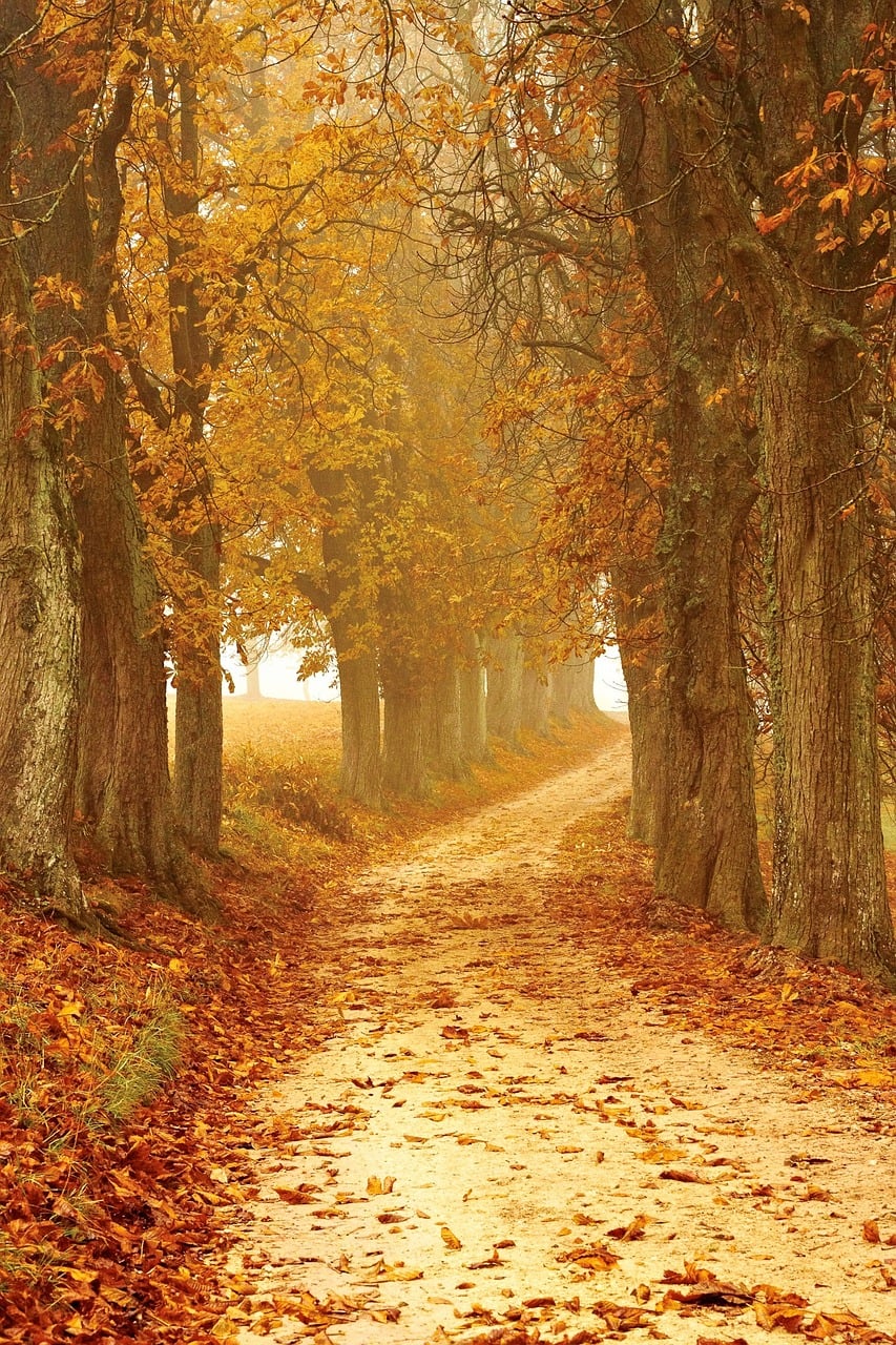 Cozy Autumn Vibes To Get You In The