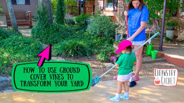 How To Use Ground Cover Vines To Transform Your Yard