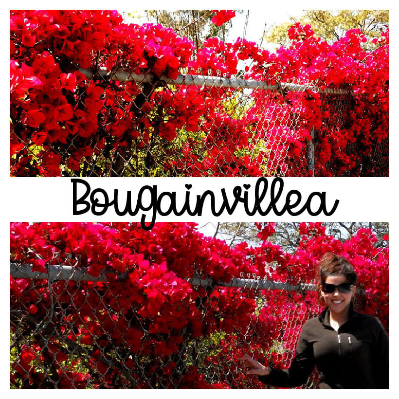 How To Use Ground Cover Vines To Transform Your Yard Bougainvillea