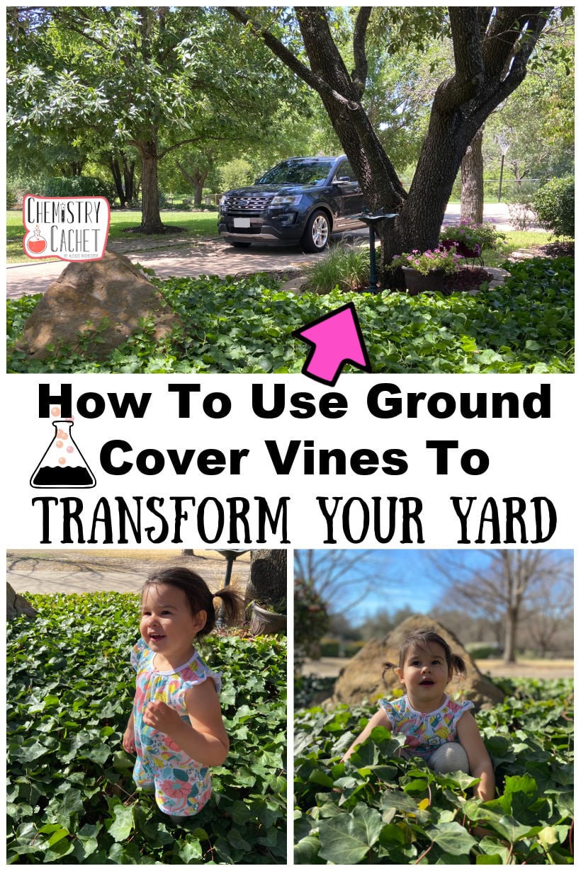 How To Use Ground Cover Vines To Transform Your Yard 