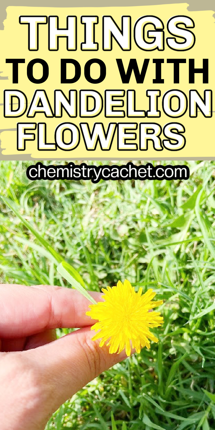 things to do with dandelion flowers on chemistry cachet