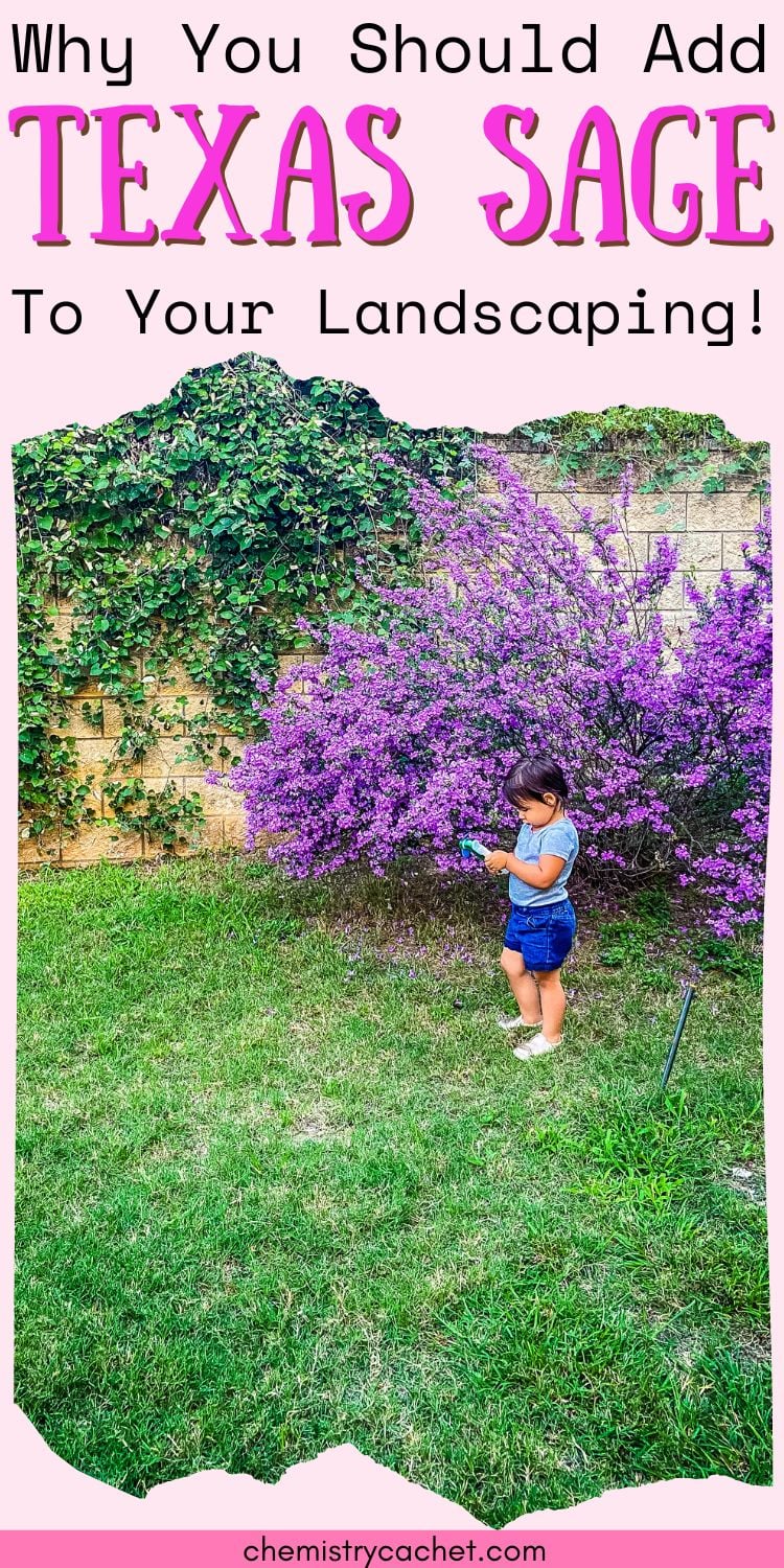 Why You Should Add Texas Sage To Your Landscaping